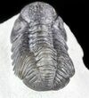 Austerops Trilobite With Nice Eyes #57663-4